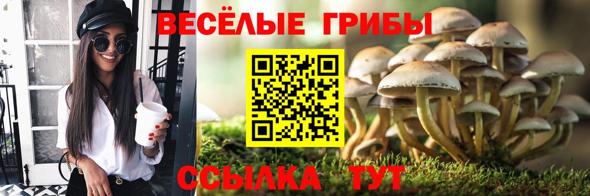 Псилоцибиновые грибы Cubensis Семёнов